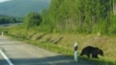Медведь в Тындинском районе