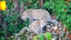 Видео от Центра восстановления леопарда на Кавказе