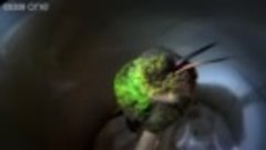 Звук храпящего колибри.

Nation Geographic