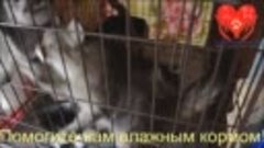 Котам нечего есть! Помогите!