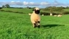 счастливая овечка