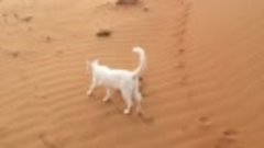 Факт пустыня – это огромный лоток для кошек