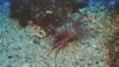 Огненный морской гребешок