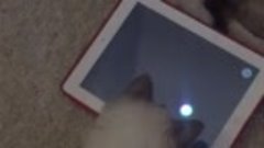 Котенок рэгдолл играет в планшет