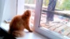 кот охраняет свою квартиру