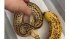 Банановая змея

Считается одной из самых популярных неядовит...