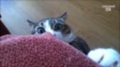 CATS will make you LAUGH YOUR HEAD OFF - Funny CAT compilati...