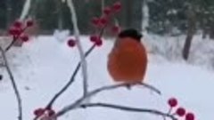 Красивый певучий снегирь!