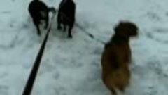 VID_80630328_053526_748.mp4 Лихая ТАКСОТРОЙКА 🐶🐶🐶