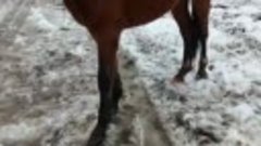 Видео от Служба «Спасение лошадей с бойни «Амулет»(360p) (1)...