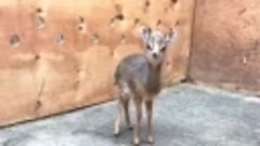 Этот малыш антилопы живет в зоопарке города Честер