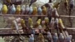The World of Budgerigars (1976)