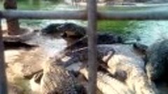 Тунис крокодилья ферма период кормления