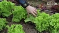 Выращивание салата Kitano в теплице