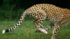Гепард в замедленной съемке Cheetah in slow motion-216