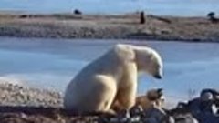 Погладить не слабо.Polar bear petting dog