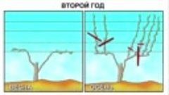 Обрезка винограда пошагово.