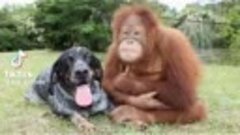 Орангутанг и собака... 