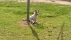 Australian_Magpie_Playing