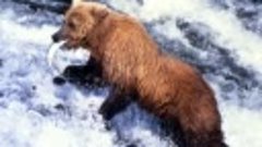 Diary of the Grizzly Man S01E01 ~ Inside the Maze (2022)