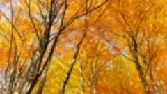4K Autumn Forest - Relaxing Nature Video _ River Sounds - NO...