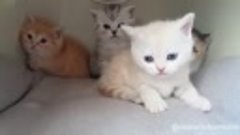 Happy Cats - Look how adorable they are! ❤️(360p)