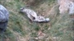 Ирбис, или снежный барс, или снежный леопард (лат.Panthera u...