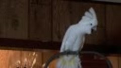 Попугай какаду передразнивает хозяина и ржот диким смехом