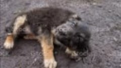 А.Краснощёк - Бездомный щенок