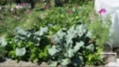 Как увеличить урожай капусты брокколи