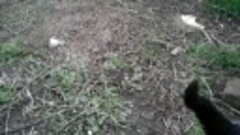 VIDEO0105 Воспитание  щенка