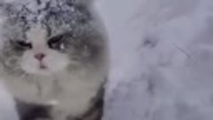 Котики и снег