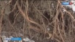 Власти Новокузнецка прокомментировали вырубку ели в центре г...