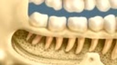 23.Виды зубных заболеваний
