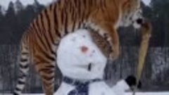 тигр и снеговик.mp4
