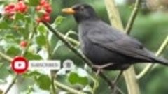 Чёрный &quot;Дрозд&quot; (Turdus merula) кушает красную ягоду Падуб (S...