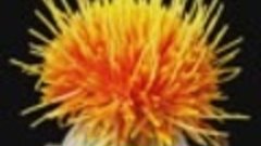 Цветение оранжевого сафлора