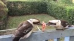 Две птицы не могут поделить кусок еды