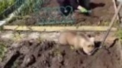 ok.ru/lille Ничего необычного)) Медведь помогает по огороду