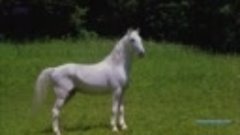 Білий кінь Шептало