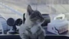 Кошка - дальнобойщик из Минска 