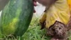 Monkey helps watermelon (720p)