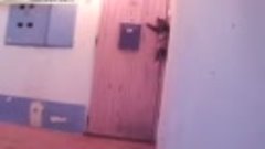 Видео с кошкой, звонящей в дверь, взорвало интернет