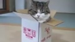 Толстый кот пытается залезть в коробку
