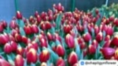 видео обзор тюльпанов выращеных в Чаплыгине