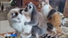 Лемур Чикки из Иркутской зоогалереи любит обниматься с кошка...