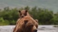 Медвежонок на спине у мамы. Камчатка.

