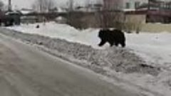 Медведь в г.. Комсомольске на Амуре. Проснулся.....