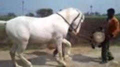 Кавказский Юмор кавказская лошадь))