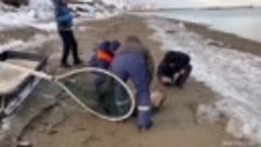 На Сахалине спасли детёныша тюленя, который вынырнул на лёд